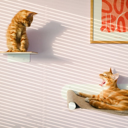 cat stairs
