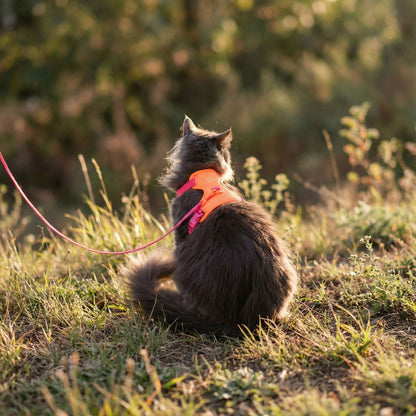 cat harness
