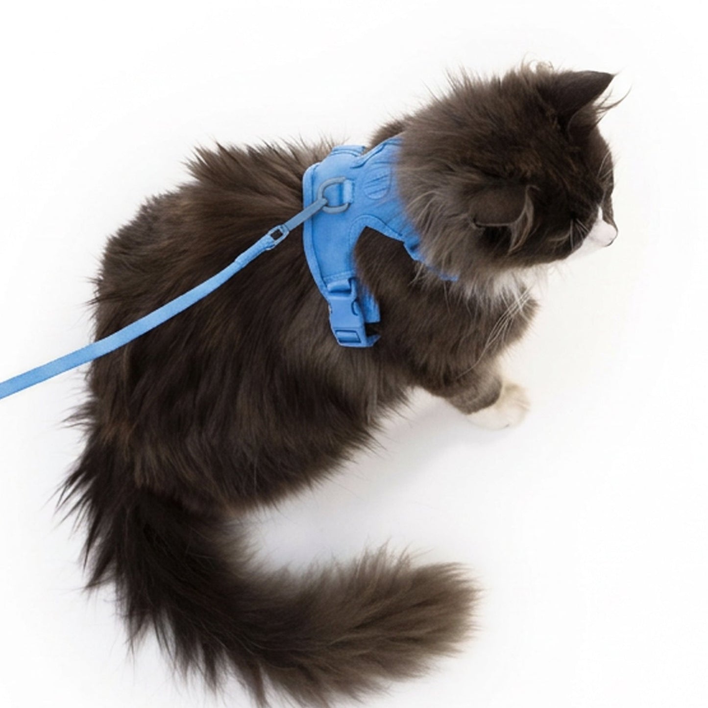cat harness