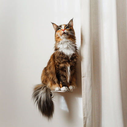 cat stairs