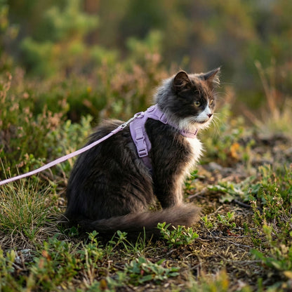 cat harness