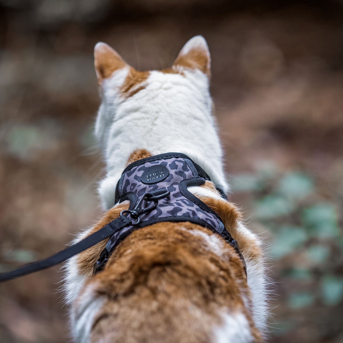 cat harness