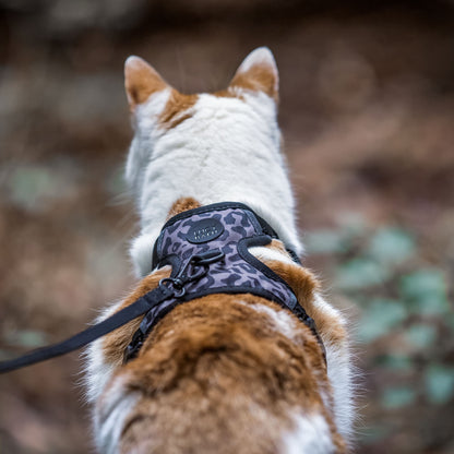 cat harness