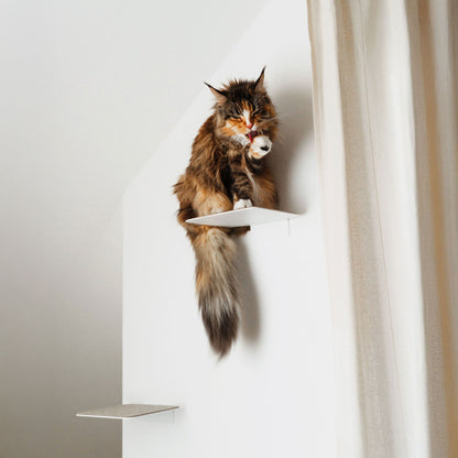 cat stairs
