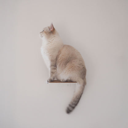 cat stairs