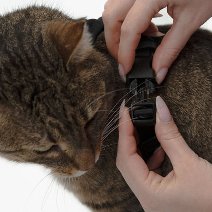 cat harness