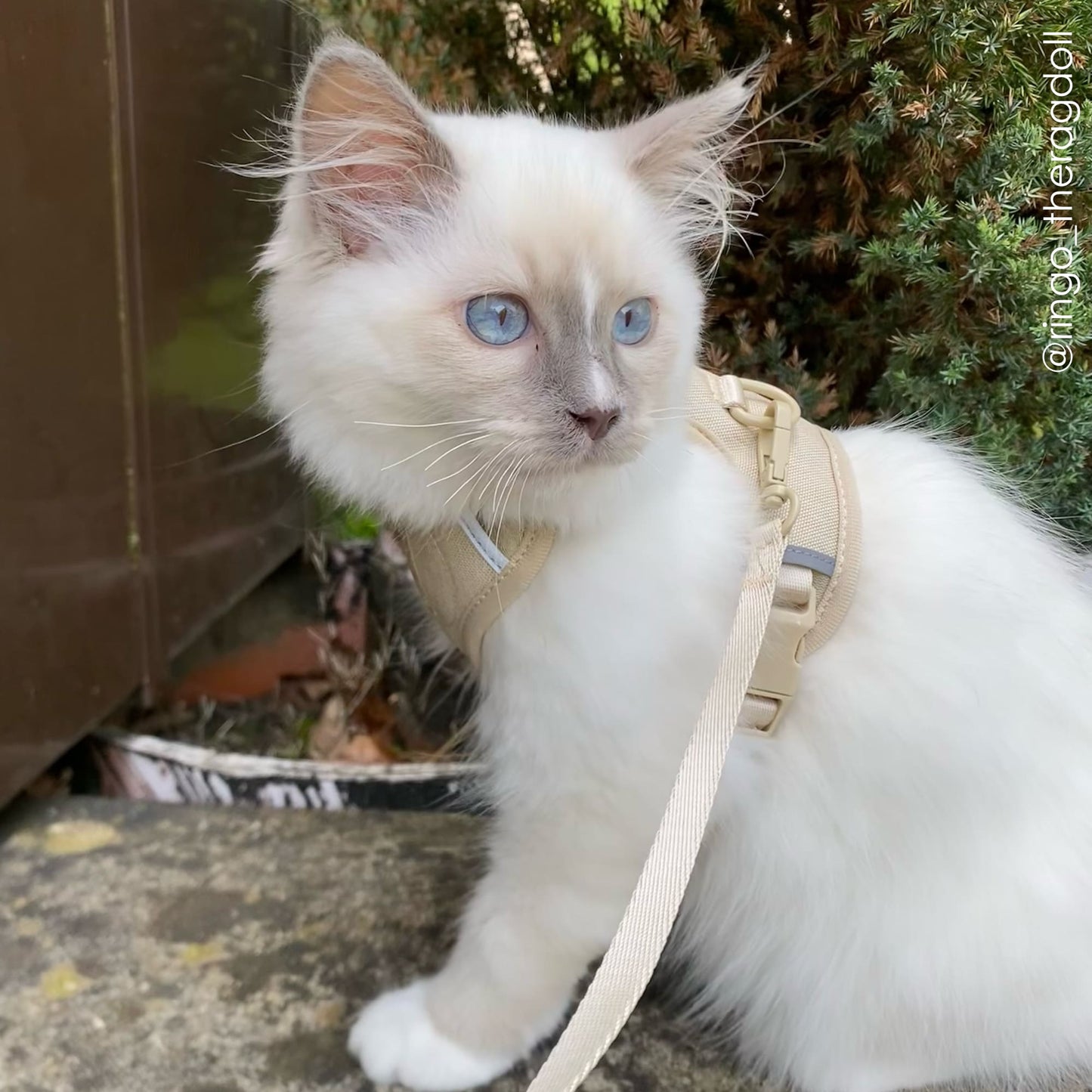 cat harness