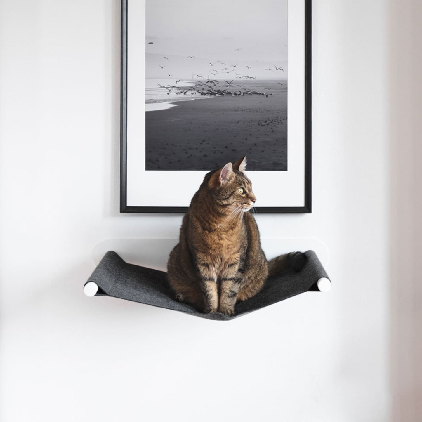 SWING cat hammock