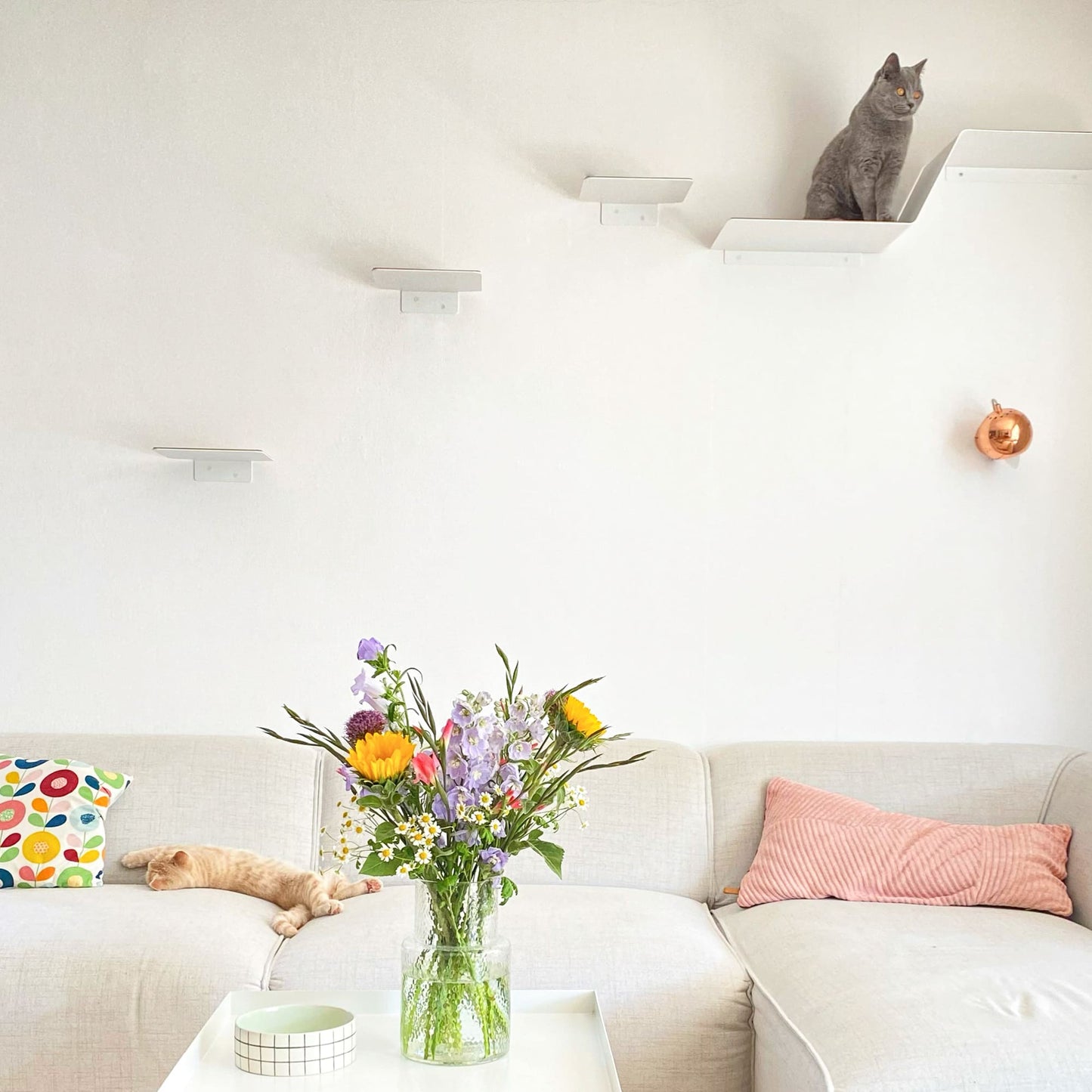 cat stairs