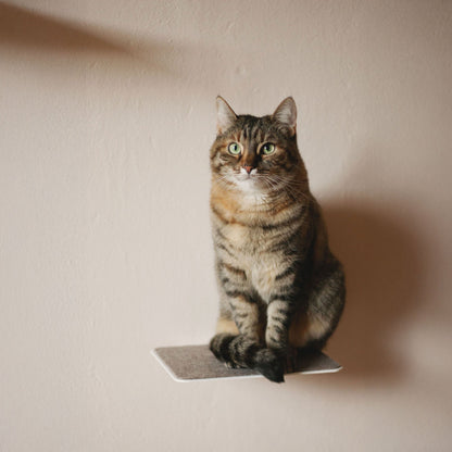 cat stairs