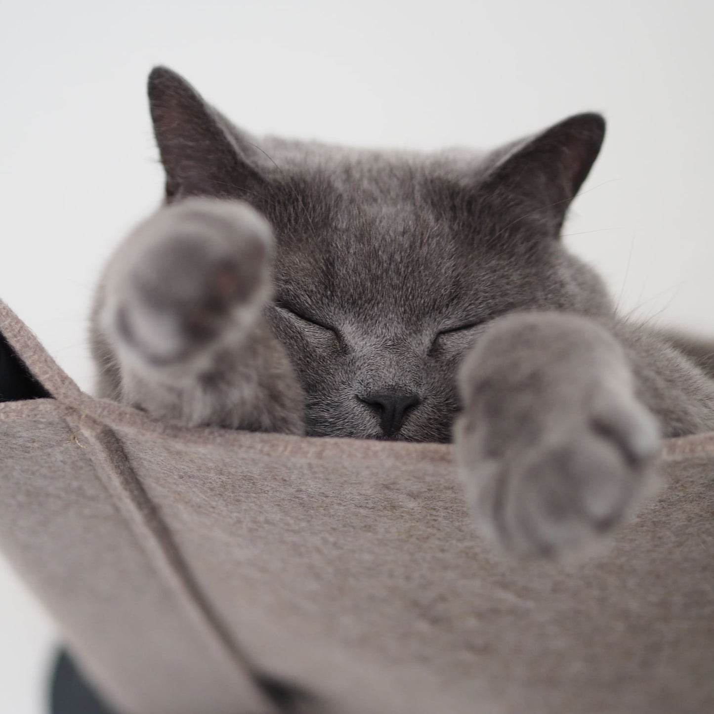 SWING cat hammock