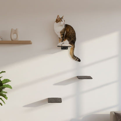 cat stairs