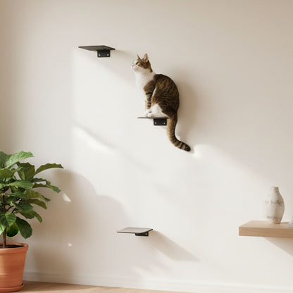 cat stairs