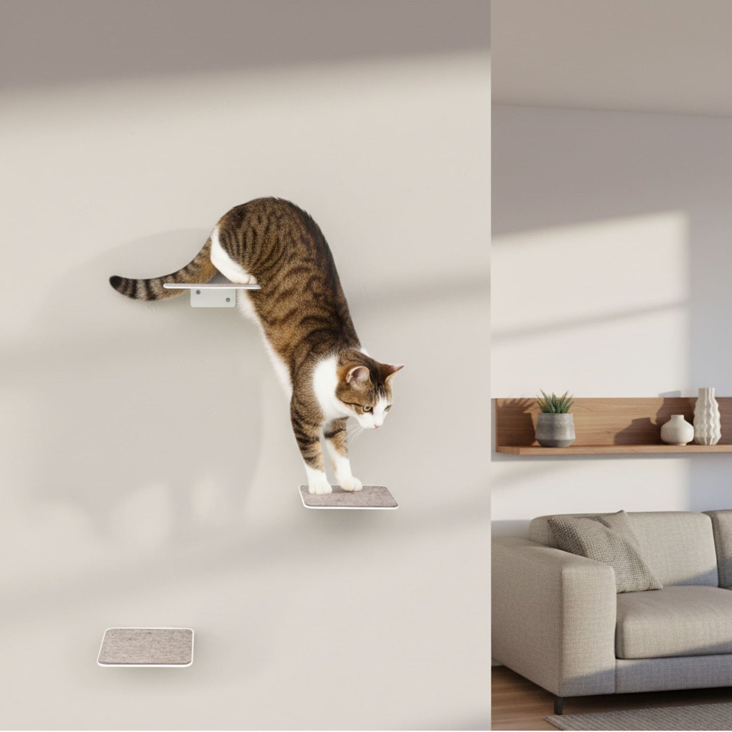 cat stairs