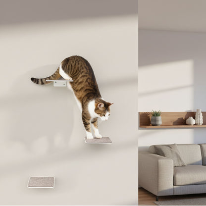 cat stairs