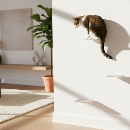 cat stairs