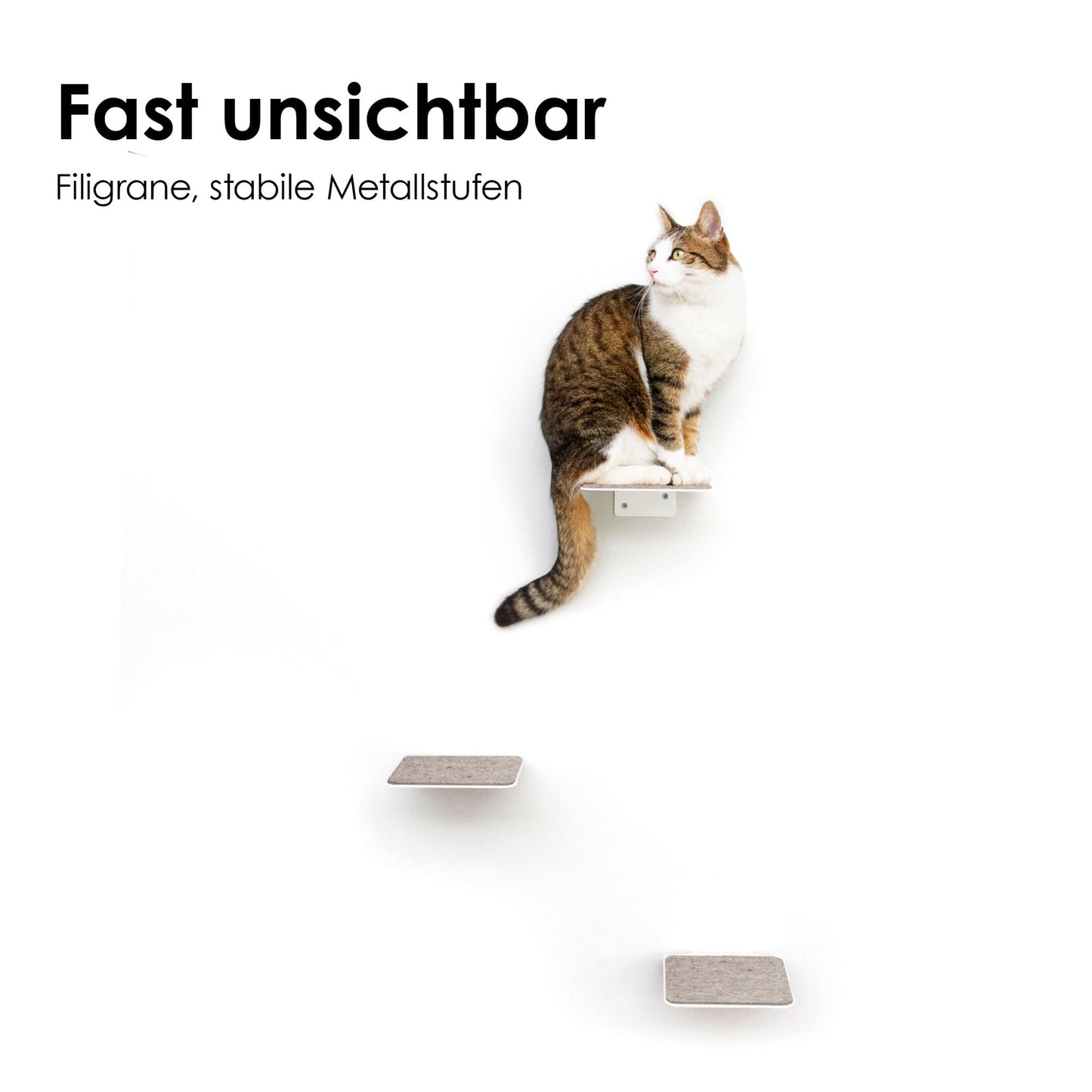 cat stairs
