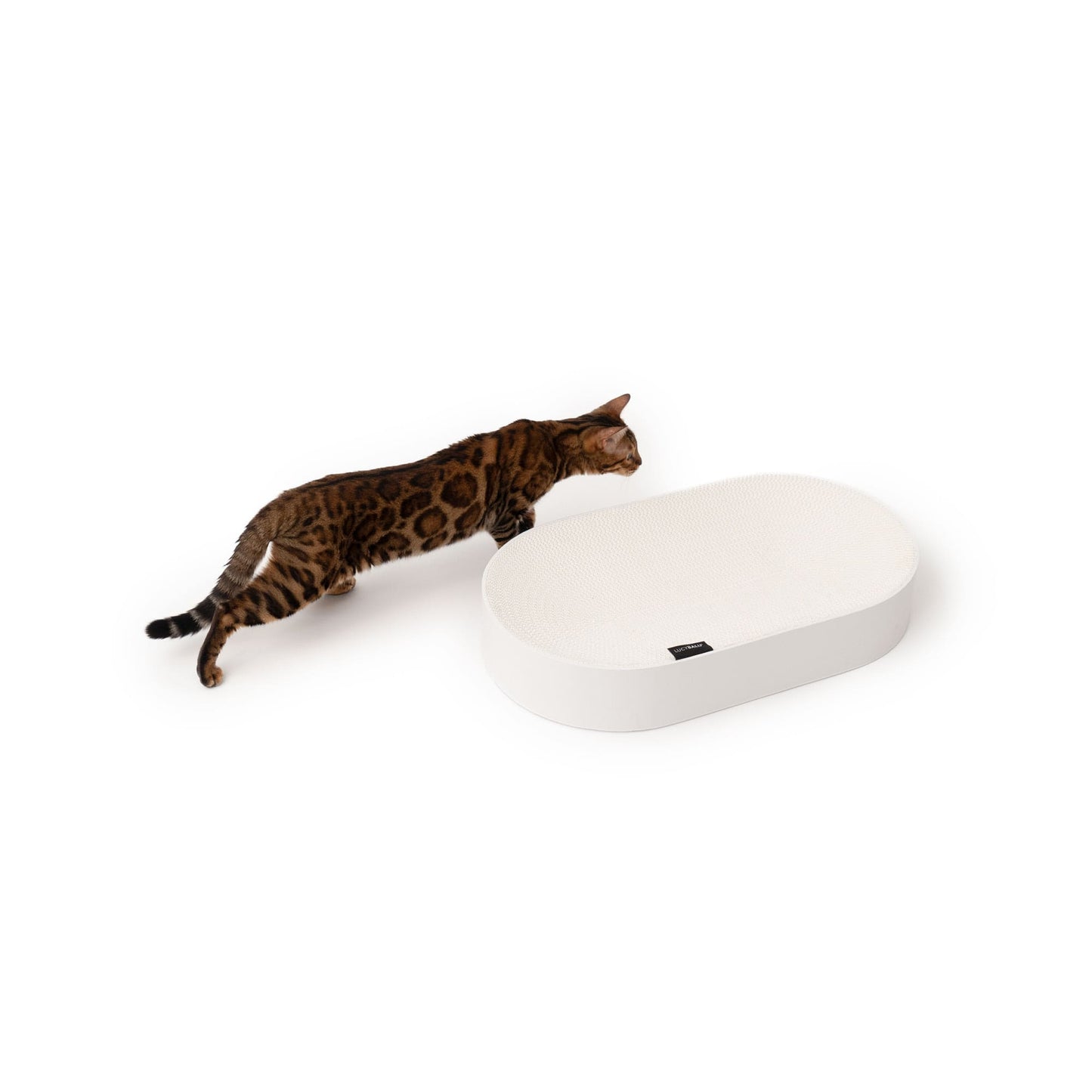SCRATCHBED cardboard bed