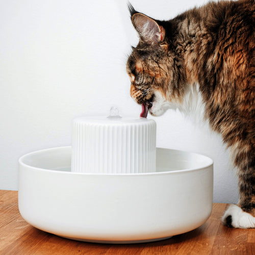 TREVI cat water fountain